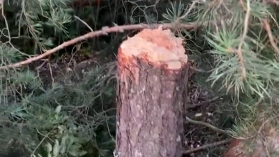 В Репино неизвестные срубили вековые сосны для скамеек и устроили свалку