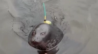 Фонд друзей балтийской нерпы рассказал о судьбе Крошика и Шлиссика в дикой природе