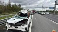 На КАД каршеринг сбил лося: водитель и пассажир в больнице