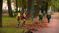В Петербурге убирают осеннюю листву – сезонные работы проходят по всему городу