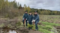 В Ленинградской области высадили более 266 000 сеянцев хвойных пород