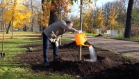 В парках «Царского Села» прошла первая массовая посадка деревьев после июльского урагана