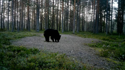 Не оставлять излишки урожая и быть погромче: Как минимизировать риск встречи с медведем в Ленобласти