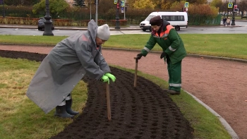 Более 70 тысяч луковиц высадили в  цветниках Петербурга