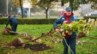 Город становится зеленее: этой осенью в Петербурге высадили тысячи деревьев и кустарников