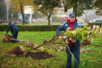 Город становится зеленее: этой осенью в Петербурге высадили тысячи деревьев и кустарников